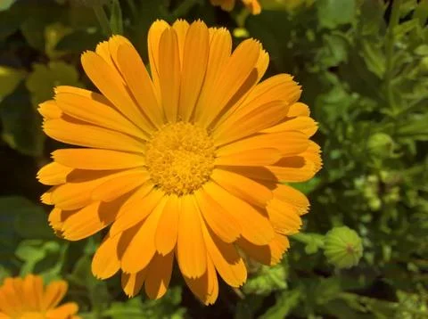 Calendula Flower Stock Photos