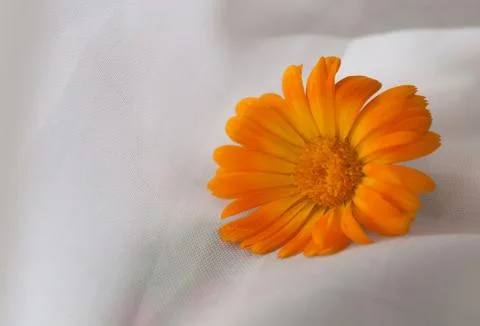 Calendula flower Stock Photos