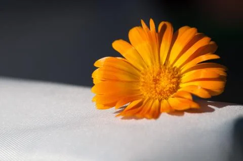 Calendula flower Stock Photos
