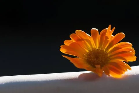 Calendula flower Stock Photos