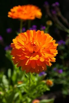Calendula flower Stock-Fotos