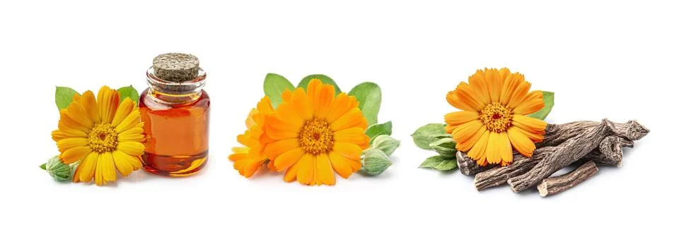 Calendula flower Foto stock