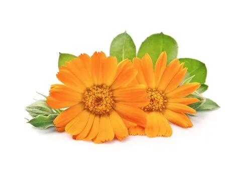 Calendula flower Stock Photos