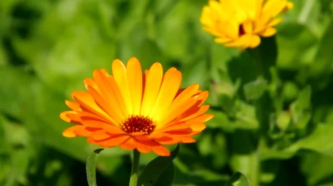 Calendula flower in summer Stock Footage 50749463