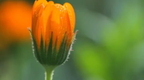 Calendula flower sun Stock Footage 8832506