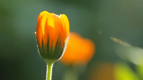Calendula flower sun Video stock 22604696