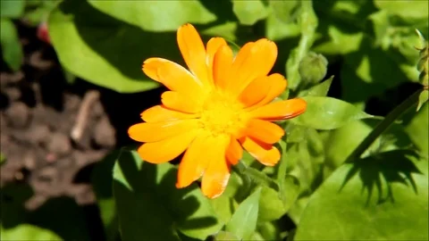 A calendula flower swaying in the sunshine Stock Footage 77861006