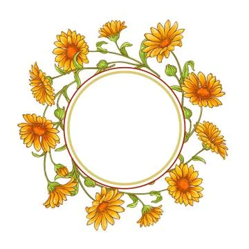 Calendula  flower vector frame Illustrazione stock