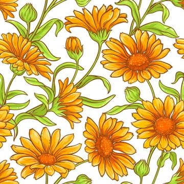 Calendula  flower vector pattern Stock Illustration