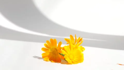 Calendula flower on a white background with copy space. Essential oil and aromot Stock Footage 302286995