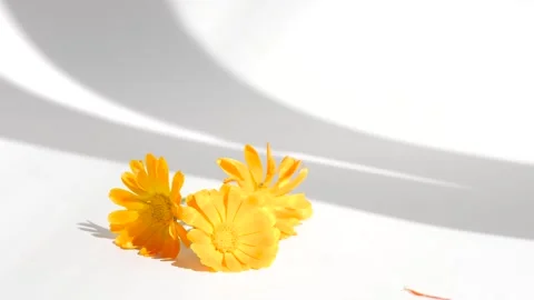 Calendula flower on a white background with copy space. Essential oil and aromot Stock Footage 302287065