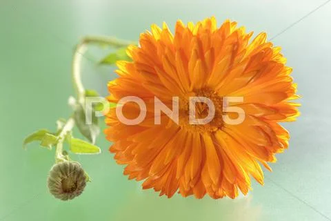 A calendula flowers and buds Stock Photos