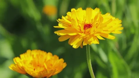 Calendula flowers close-up 库存影片 21774733