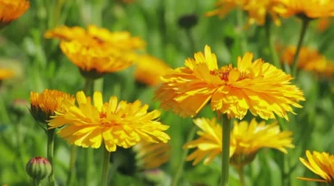 Calendula flowers close-up Vidéo 21774735