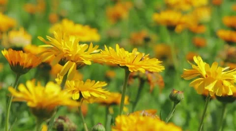 Calendula flowers close-up 库存影片 21774789
