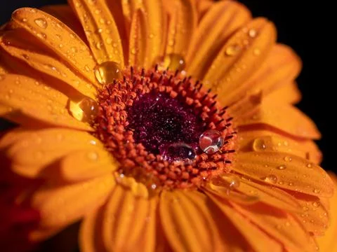 Calendula. Flowers close-up macro Stock Photos