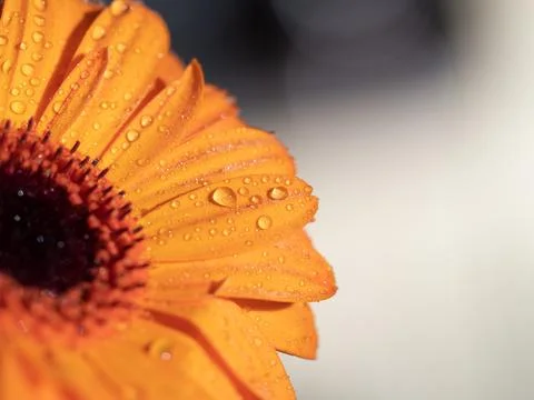 Calendula. Flowers close-up macro Stock Photos