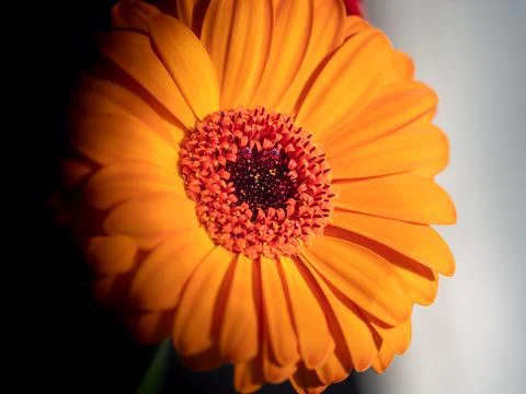 Calendula. Flowers close-up macro Stock Photos