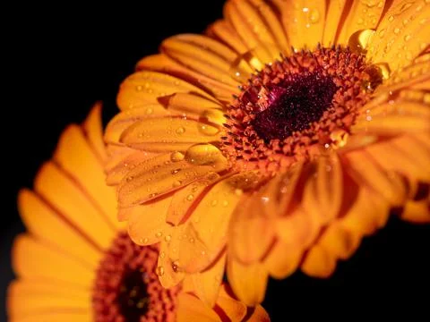 Calendula. Flowers close-up macro with two drops of water inside Stock Photos