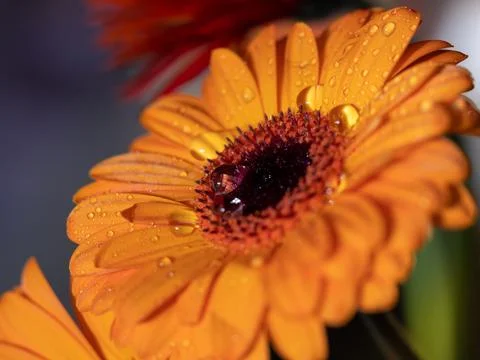 Calendula. Flowers close-up macro with two drops of water inside Stock Photos