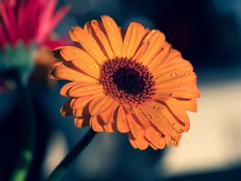 Calendula. Flowers close-up macro with two drops of water inside Foto stock