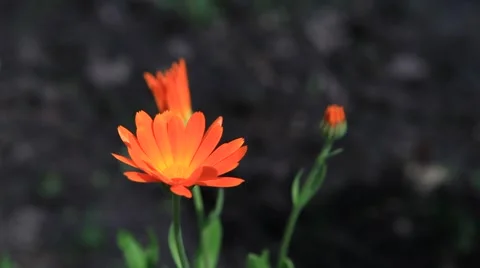 Calendula flowers, close-up view. Dark background. 2013 Stock Footage 49072739