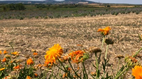 Calendula flowers with dry fields and hills in background Stock Footage 94210090