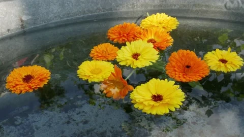 Calendula flowers float in an iron bath. 動画素材 137726230