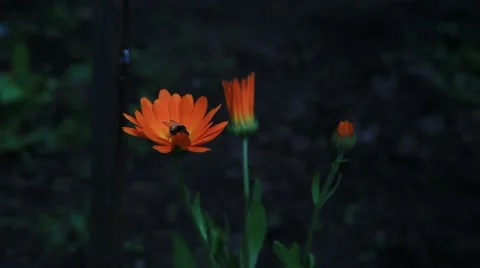 Calendula flowers with a fly, close-up view. Dark background. 2013 Stock Footage 49072827