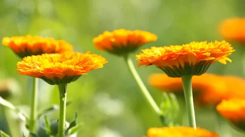 Calendula Flowers Video stock 25599390