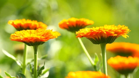 Calendula Flowers Stock-Footage 28752594