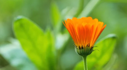 Calendula Flowers Stock Footage 34992622