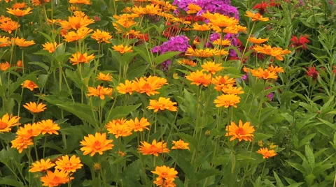 Calendula flowers Stock Footage 55808935