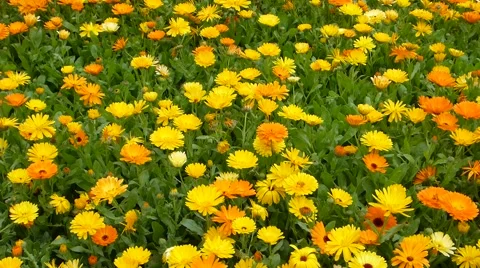 Calendula flowers Stock Footage 62338555
