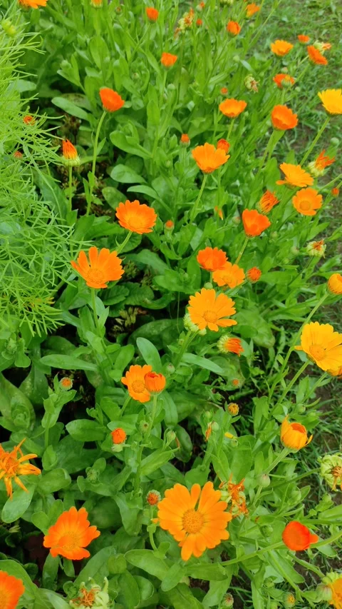 Calendula flowers in the garden Stock Footage 338364888