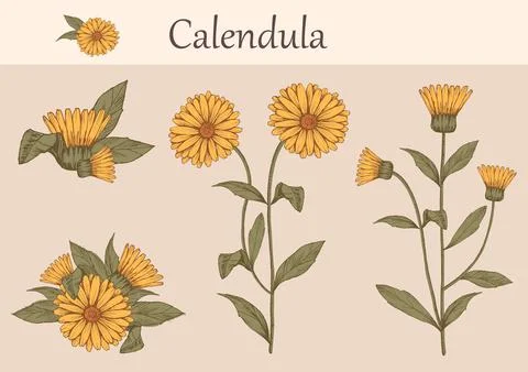 Calendula flowers Stock Illustration