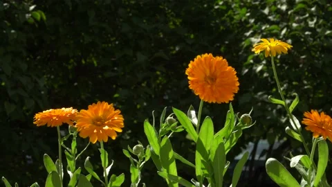 Calendula flowers. Panoramic view of growing medicinal plants on the Video stock 135765597