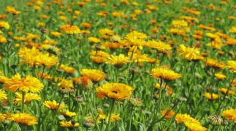 Calendula flowers in the park Vidéo 21774815