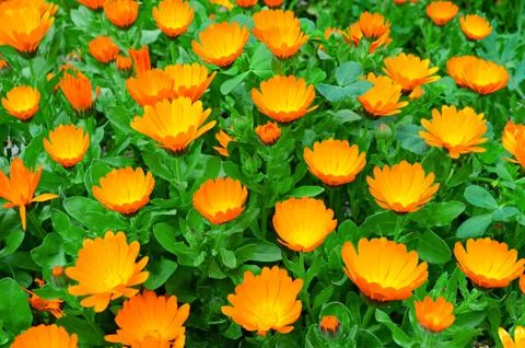 Calendula flowers Stock Photos