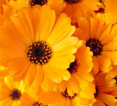 Calendula flowers Stock-Fotos