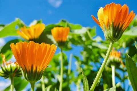 Calendula flowers Stock Photos