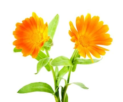 Calendula flowers Stock Photos
