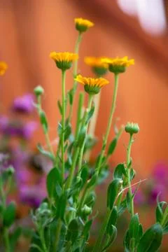 Calendula Flowers Foto stock