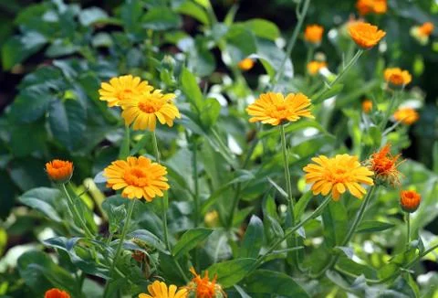 Calendula flowers Foto stock