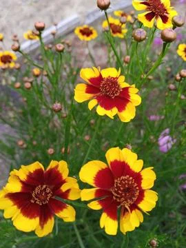 Calendula flowers Stockfoto's