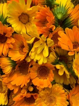 Calendula flowers Stock Photos