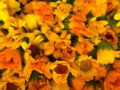 Calendula flowers. Stock Photos