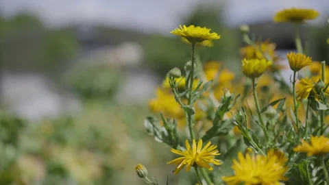 Calendula Flowers in Slow Motion 스톡 동영상 264877265