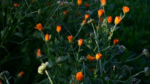 Calendula flowers in sunlight Stock Footage 117589058