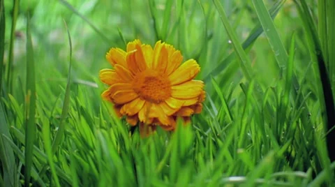 Calendula Stock-Footage 7968169